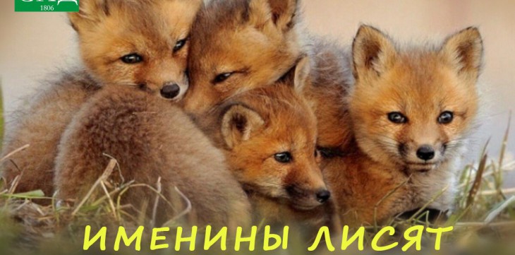 Казанский зооботсад приглашает отпраздновать именины лисят
