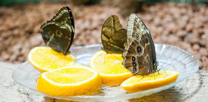 Интересные места: Парк тропических бабочек в Казани