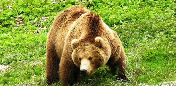 Полицейские отгоняли медведей от женщины, рожавшей в глухой тайге