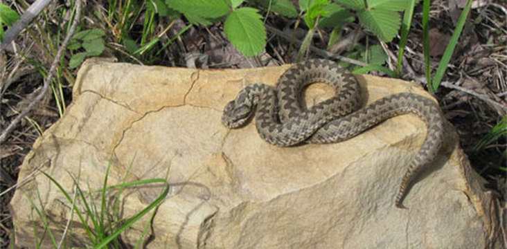 11-летнюю девочку из Елабуги укусила ядовитая змея