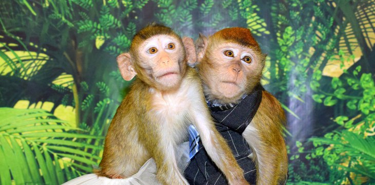 Контактная выставка обезьян в ТЦ "Республика"